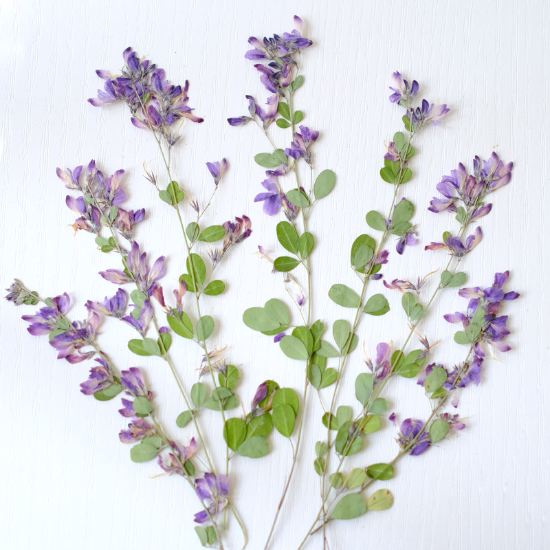 Resin Art Baby - 6 pièces, fleurs séchées pressées naturelles