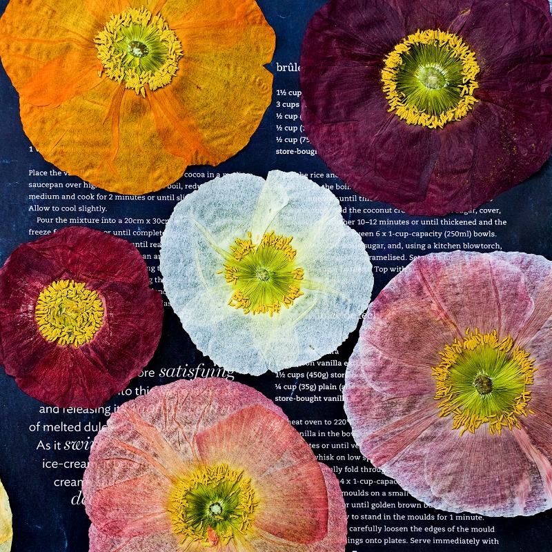 Resin Art Baby - 1 pièce, Fleurs de pavot de