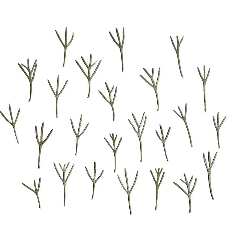 Resin Art Baby - 24 pièces, Feuilles d'achillea pressées naturelles,