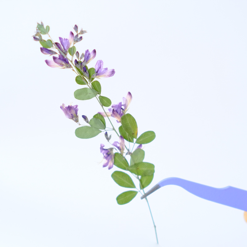 6 pièces, fleurs séchées press - Resin Art Baby avis et prix