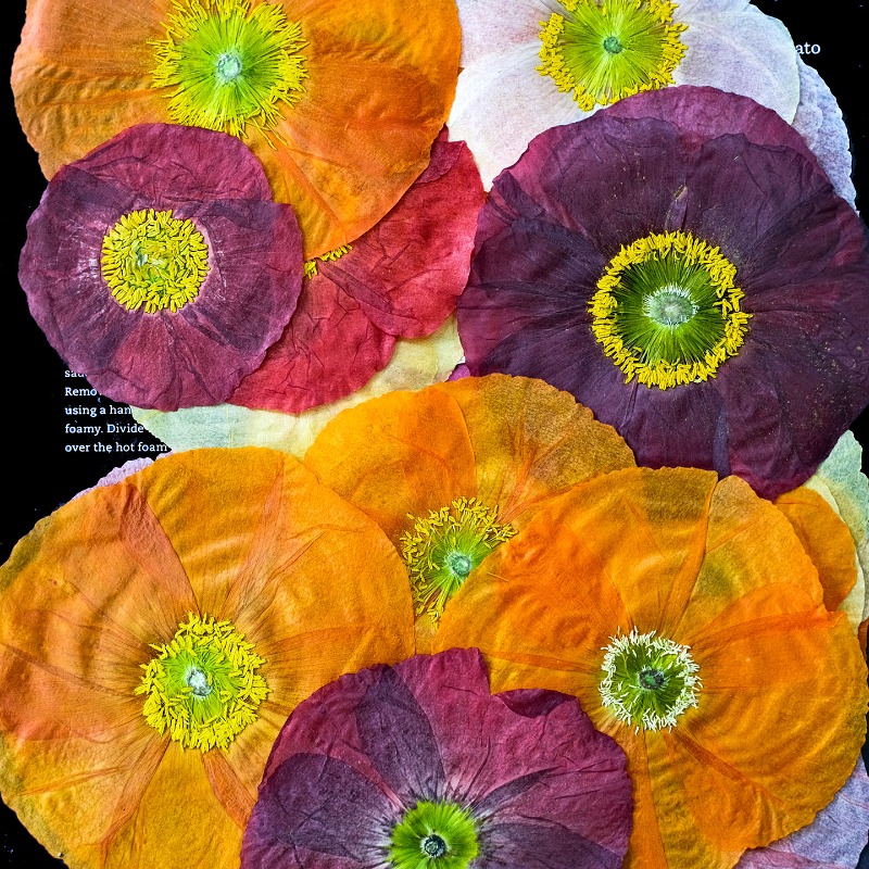 1 pièce, Fleurs de pavot de ca - Resin Art Baby avis et prix