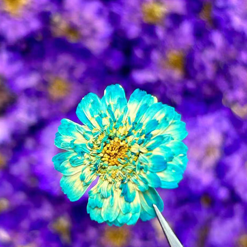 Fleurs séchées de camomille à  - Resin Art Baby avis et prix