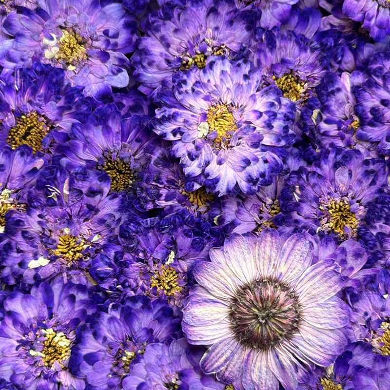 Fleurs séchées de camomille à  - Resin Art Baby avis et prix
