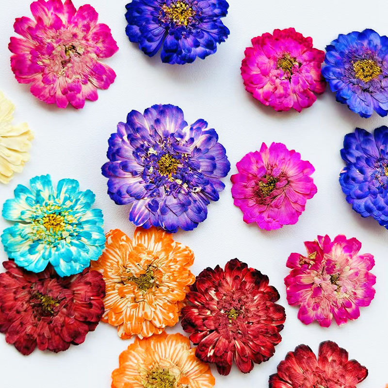 Fleurs séchées de camomille à  - Resin Art Baby avis et prix