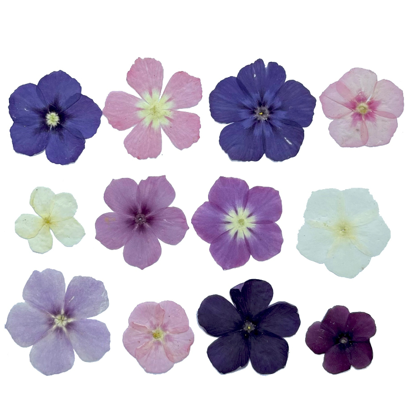 12 pièces, fleurs séchées pres - Resin Art Baby avis et prix